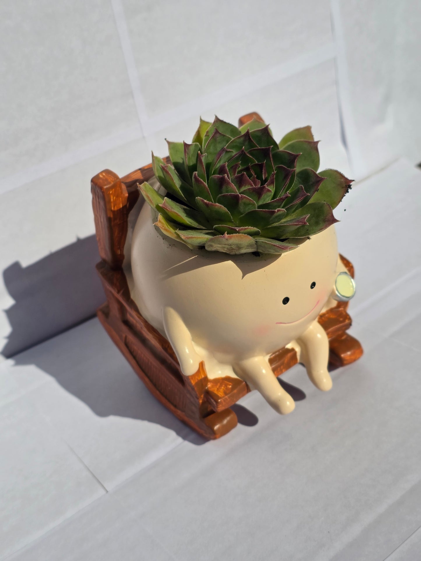 Pihenő Szukku-barát (Sempervivum fajtával ültetve)