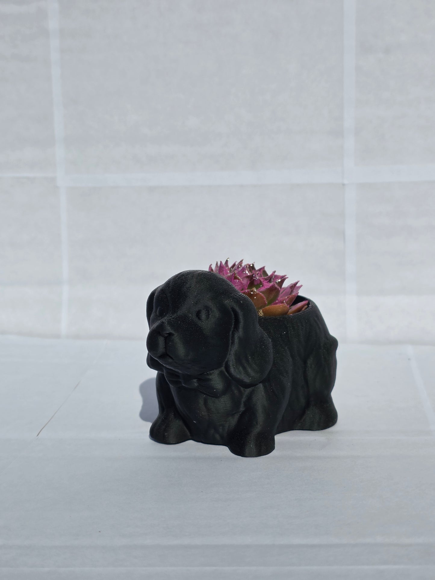 Fekete Kutya Kaspó - Lilás Kövirózsa