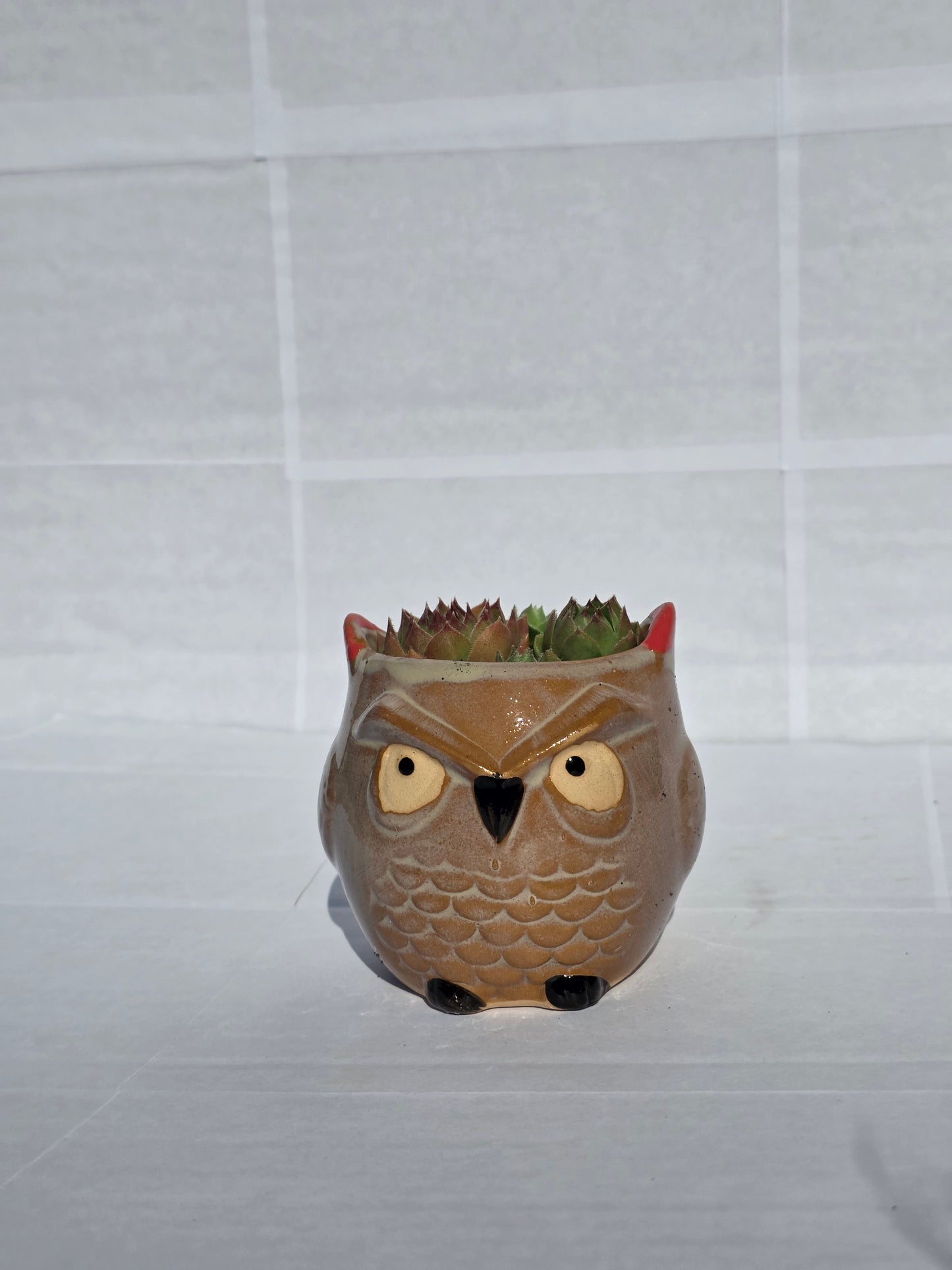 Kerek Bagoly Kaspó – Klasszikus Kövirózsa Rozetta