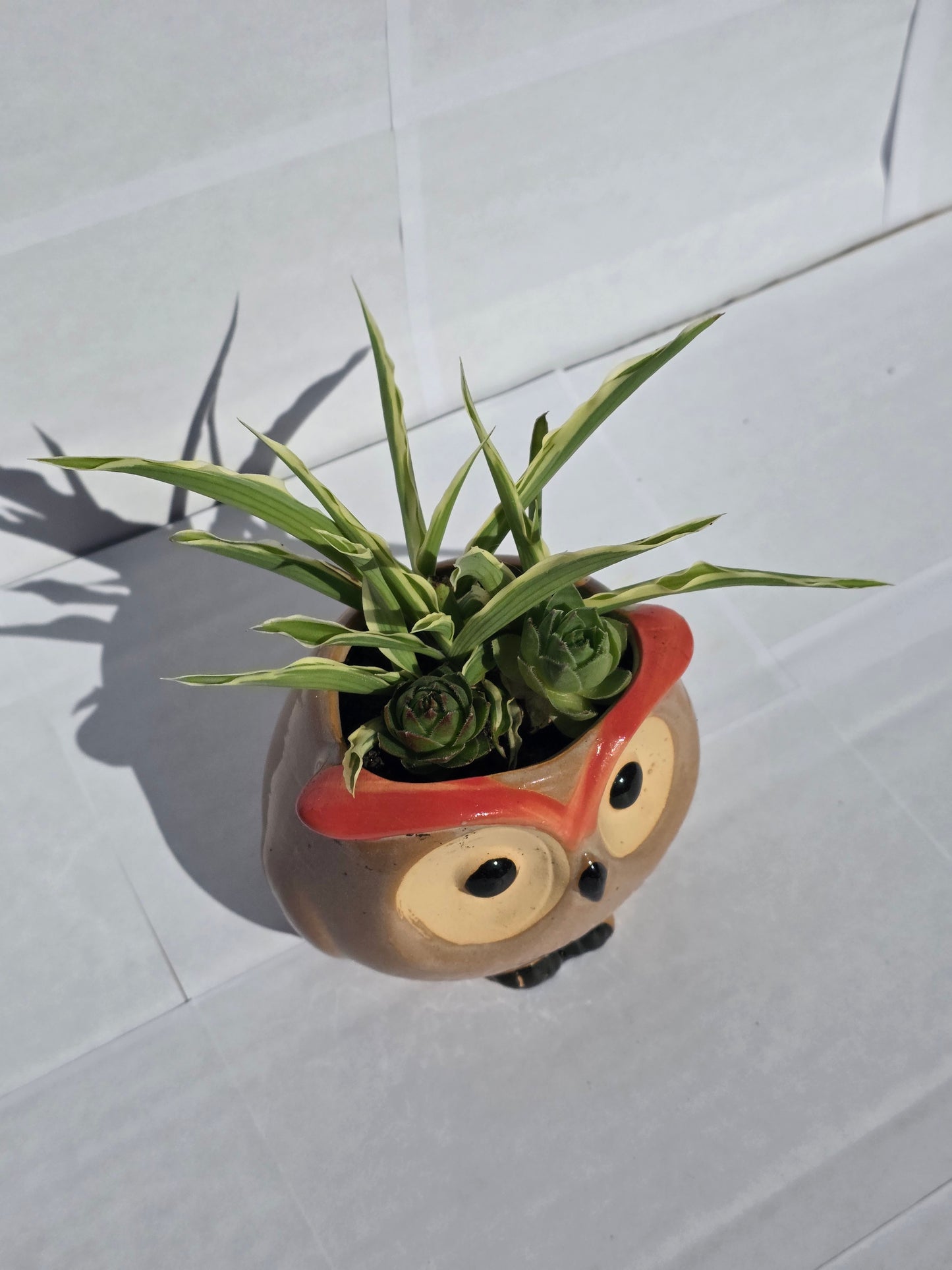 Dús Zöld Bagoly Kaspó – Törpe Anyósnyelv Kompozíció