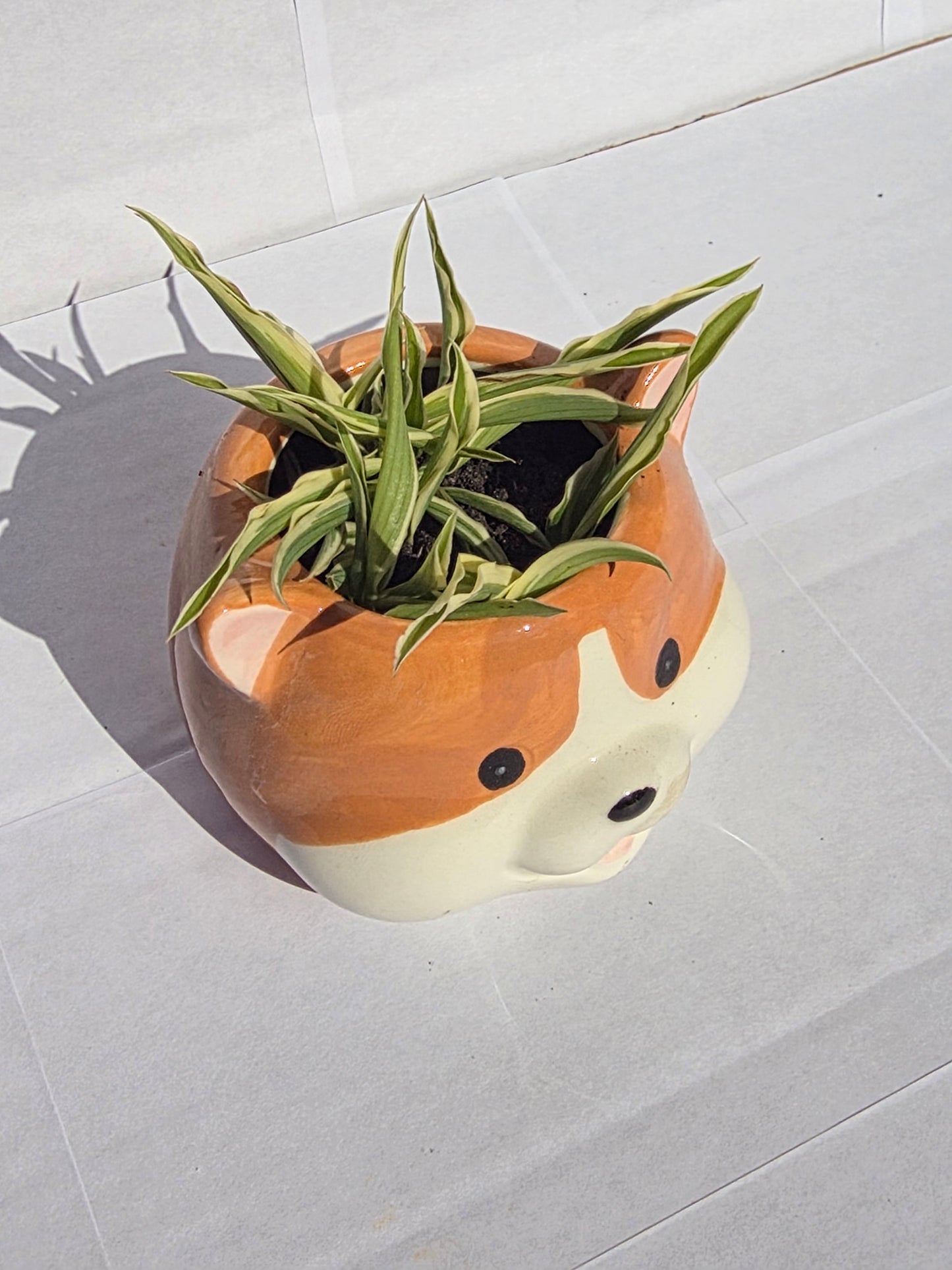 Corgi Kaspó Pókpálmával (Chlorophytum comosum 'Variegatum')