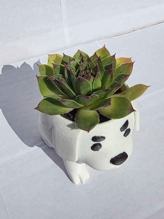 Kiskutya Kaspó Kövirózsával (Sempervivum)