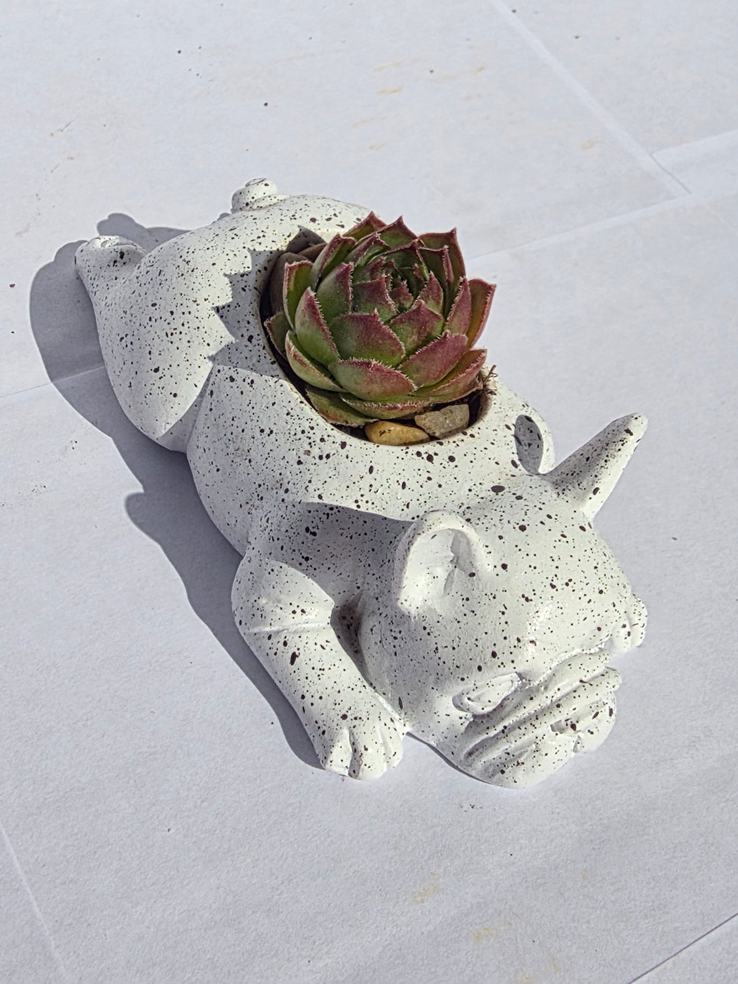 Hanyagul Elnyúló Francia Bulldog Virágtartó Kövirózsával