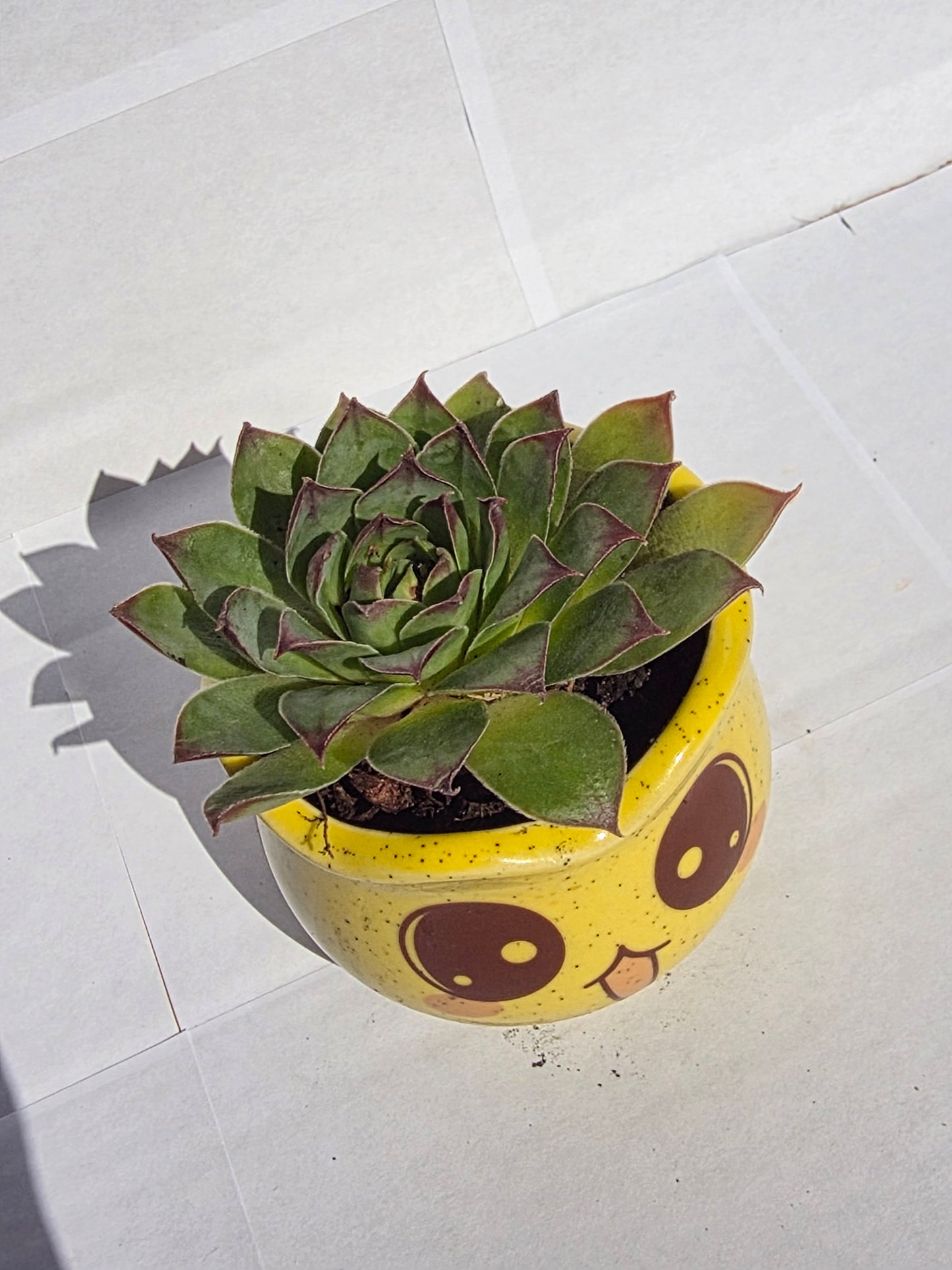 Nyelvét Kiöltő, Bolondos Emoji Virágtartó Kövirózsával