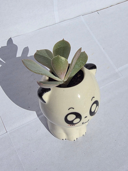 Hatalmas Szemű, Ülő Cica Virágtartó Pozsgással