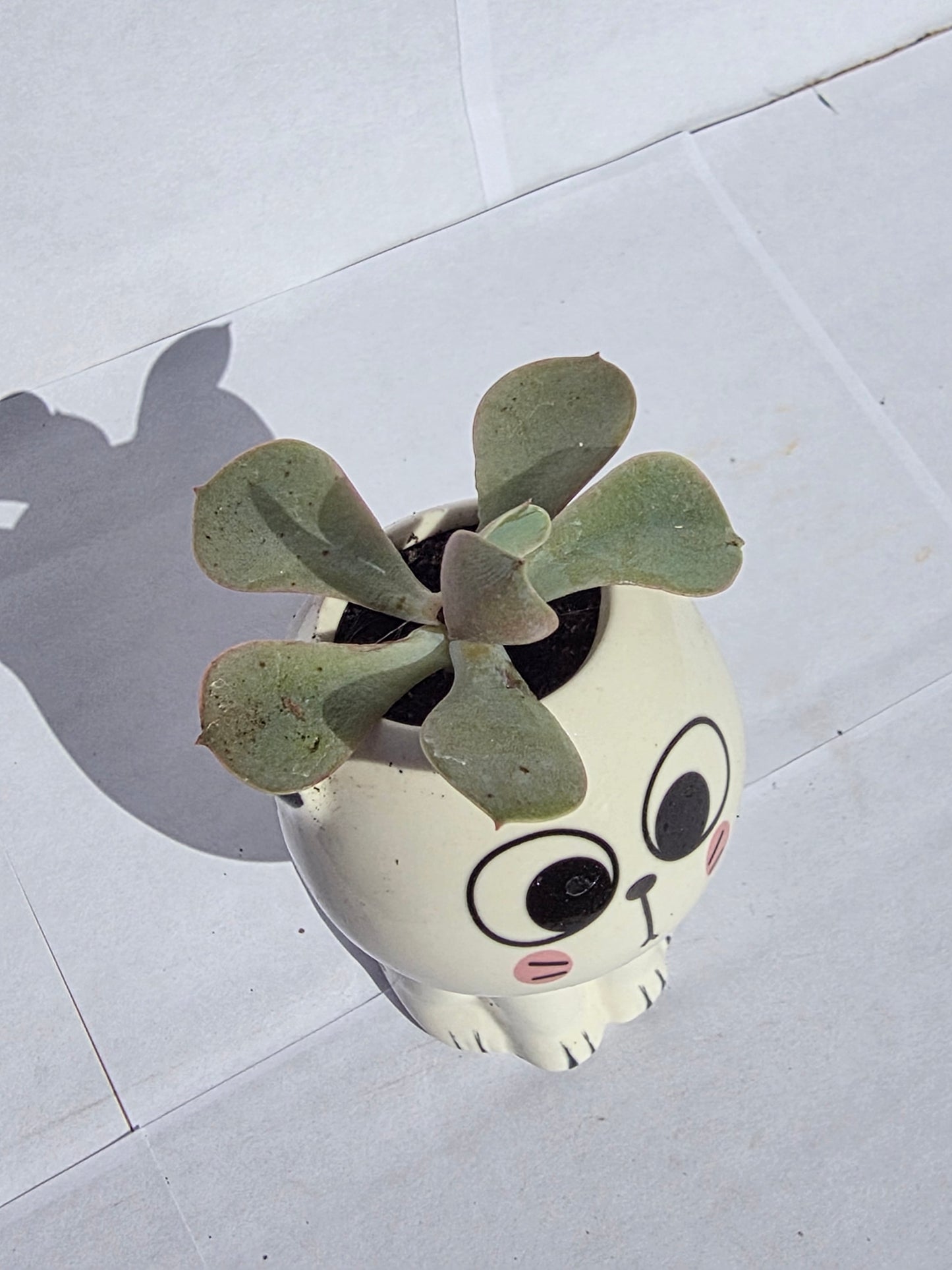 Nagyszemű, Kerekfejű Cica Virágtartó Echeveriával