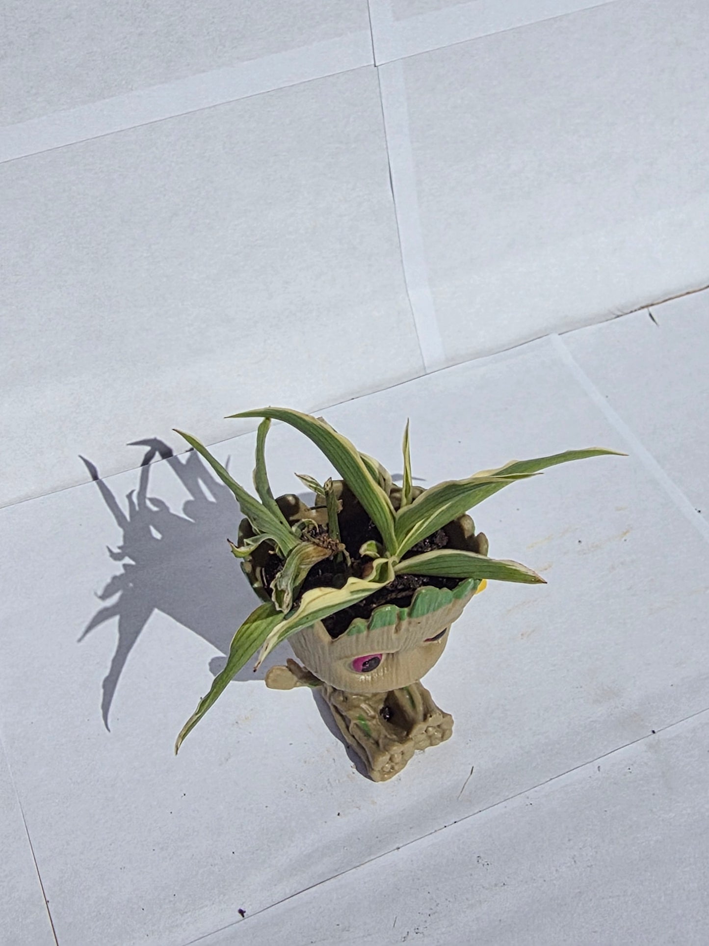 "Én vagyok Groot!" – Pókpálma (vagy Pókfű) Kaspóban