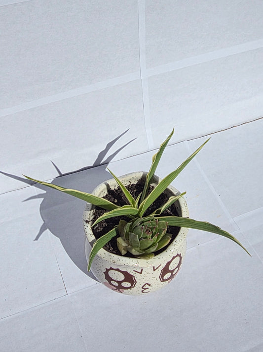 Pimasz Báj – Kézműves Kaspó Pozsgás Duóval