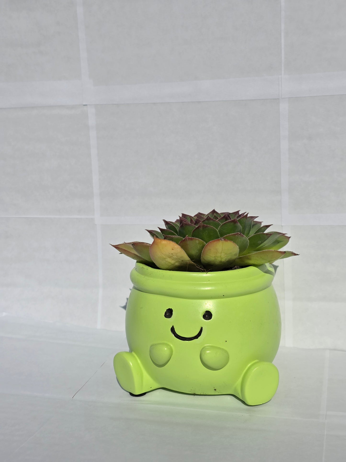 Vidám Zöld Béka Kaspó - Csodaszép Kövirózsával