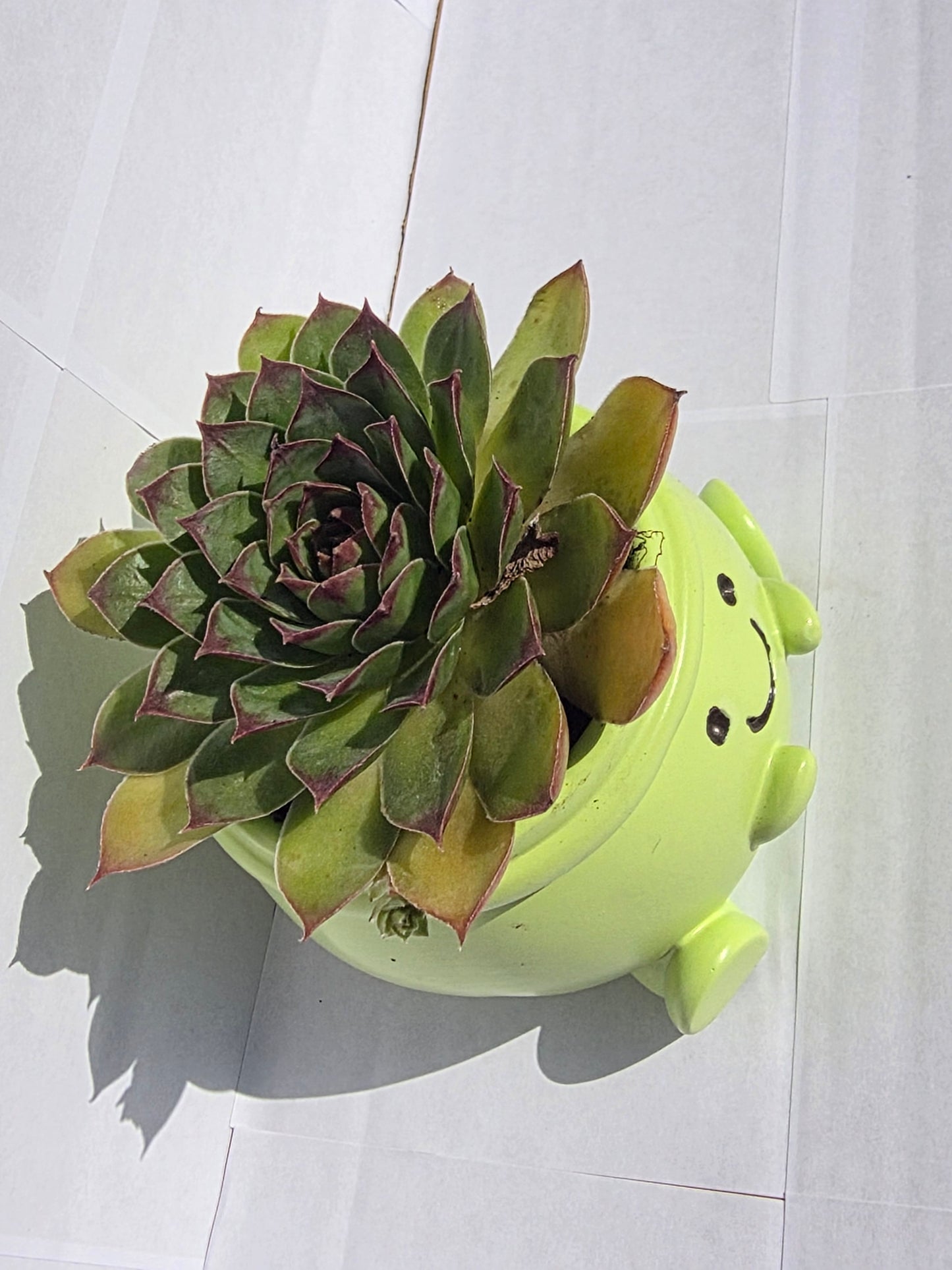 Vidám Zöld Béka Kaspó - Csodaszép Kövirózsával