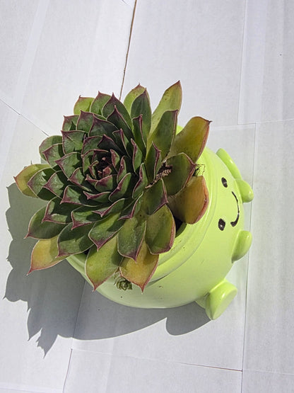 Vidám Zöld Béka Kaspó - Csodaszép Kövirózsával