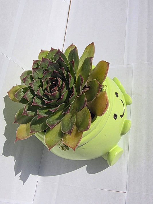 Vidám Zöld Béka Kaspó - Csodaszép Kövirózsával