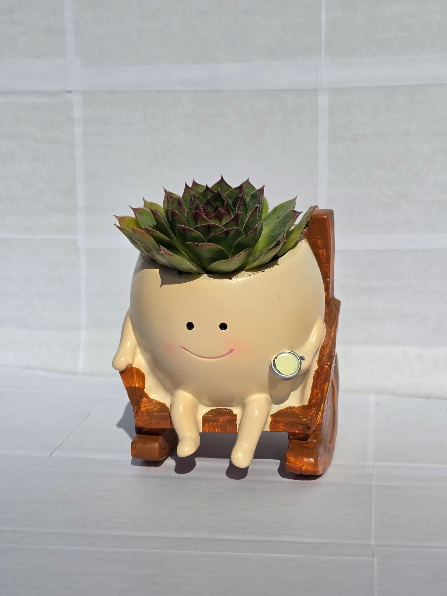 Pihenő Szukku-barát (Sempervivum fajtával ültetve)