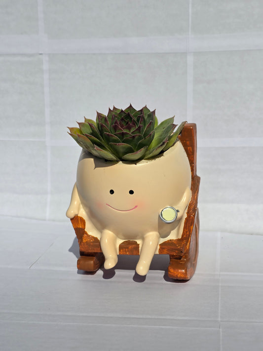 Pihenő Szukku-barát (Sempervivum fajtával ültetve)