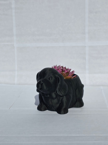 Fekete Kutya Kaspó - Lilás Kövirózsa