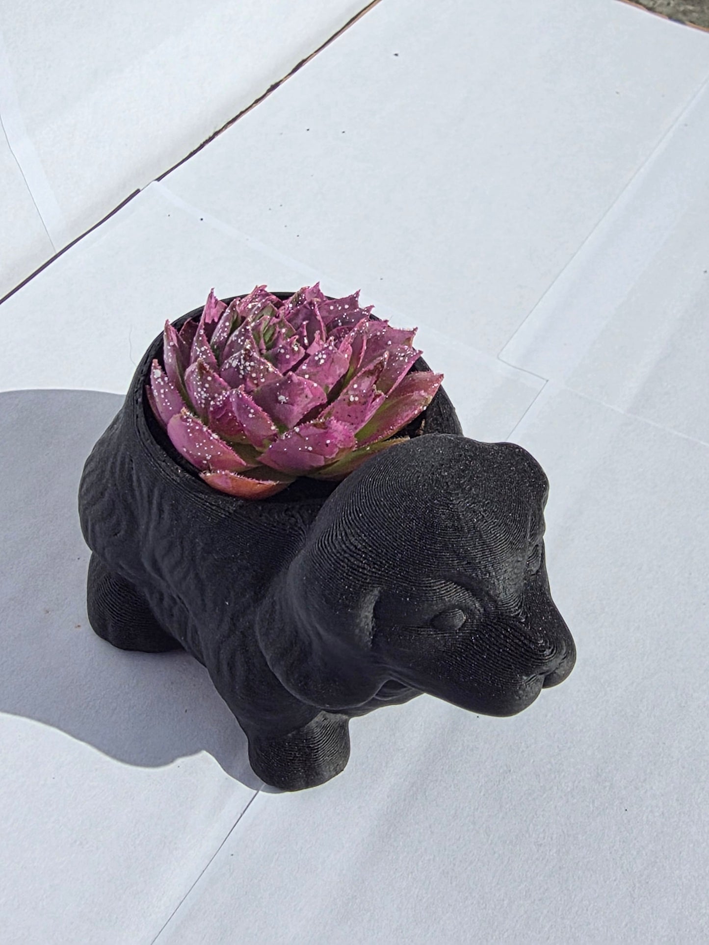 Fekete Kutya Kaspó - Lilás Kövirózsa