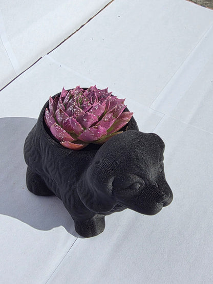 Fekete Kutya Kaspó - Lilás Kövirózsa