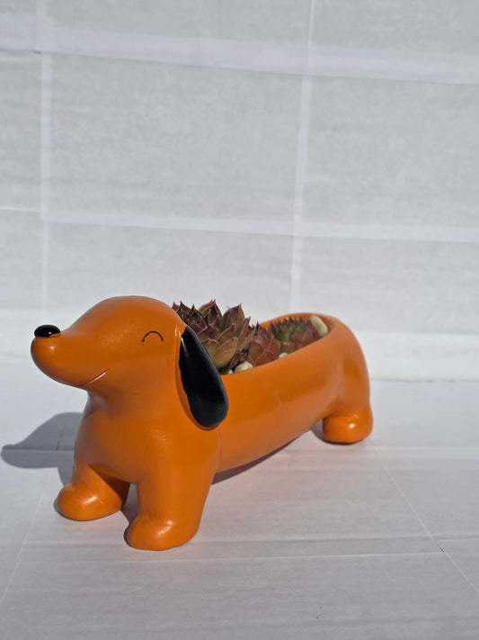 Vidám Tacskó Kaspó - Pozsgás Hot Dog