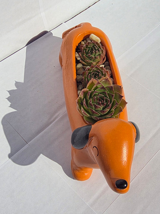 Vidám Tacskó Kaspó - Pozsgás Hot Dog