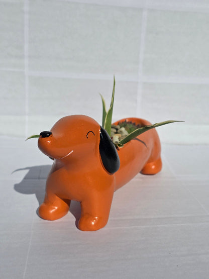 Tacskó Kompozíció – Sansevieria és Kövirózsa