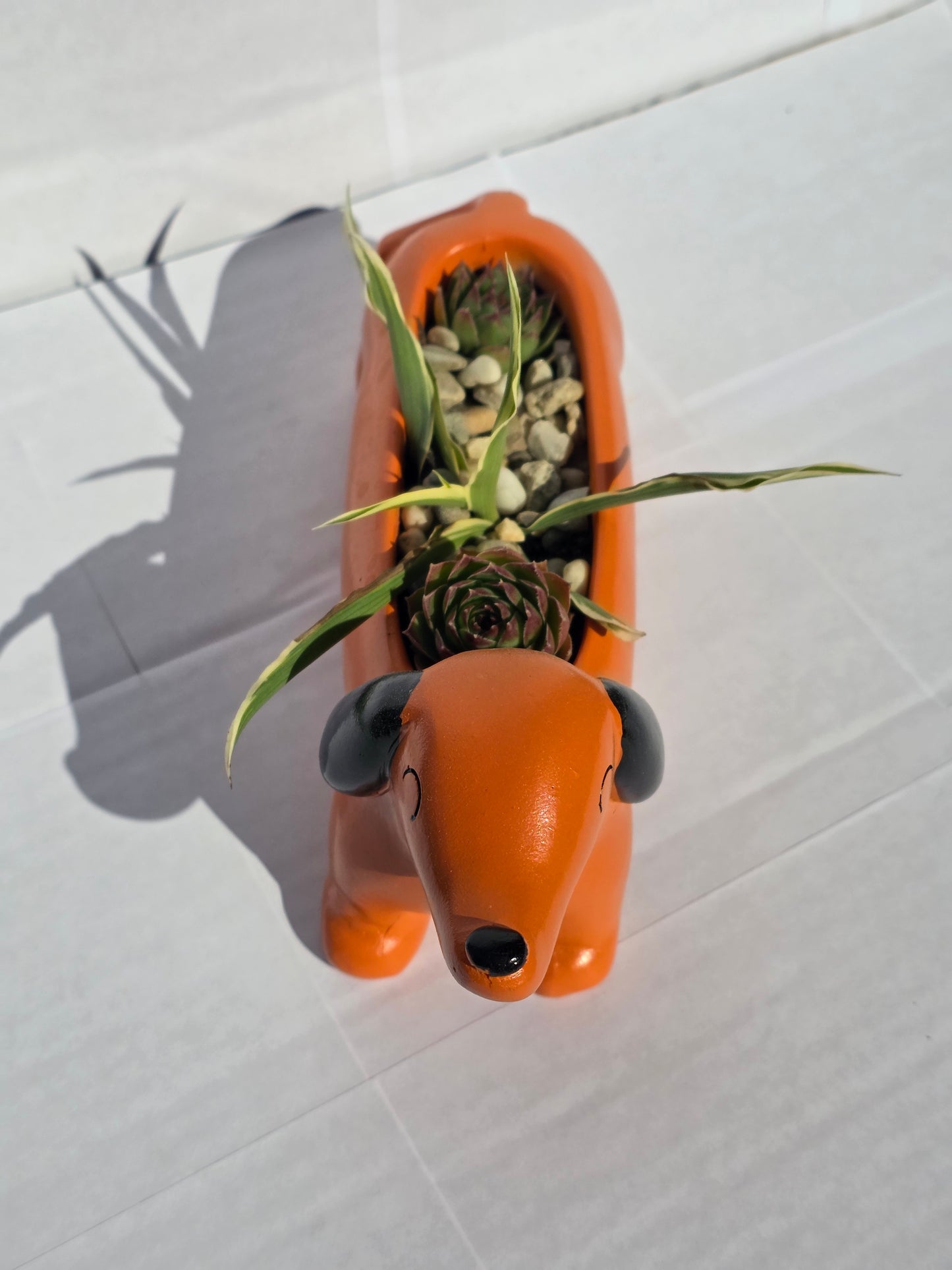 Tacskó Kompozíció – Sansevieria és Kövirózsa