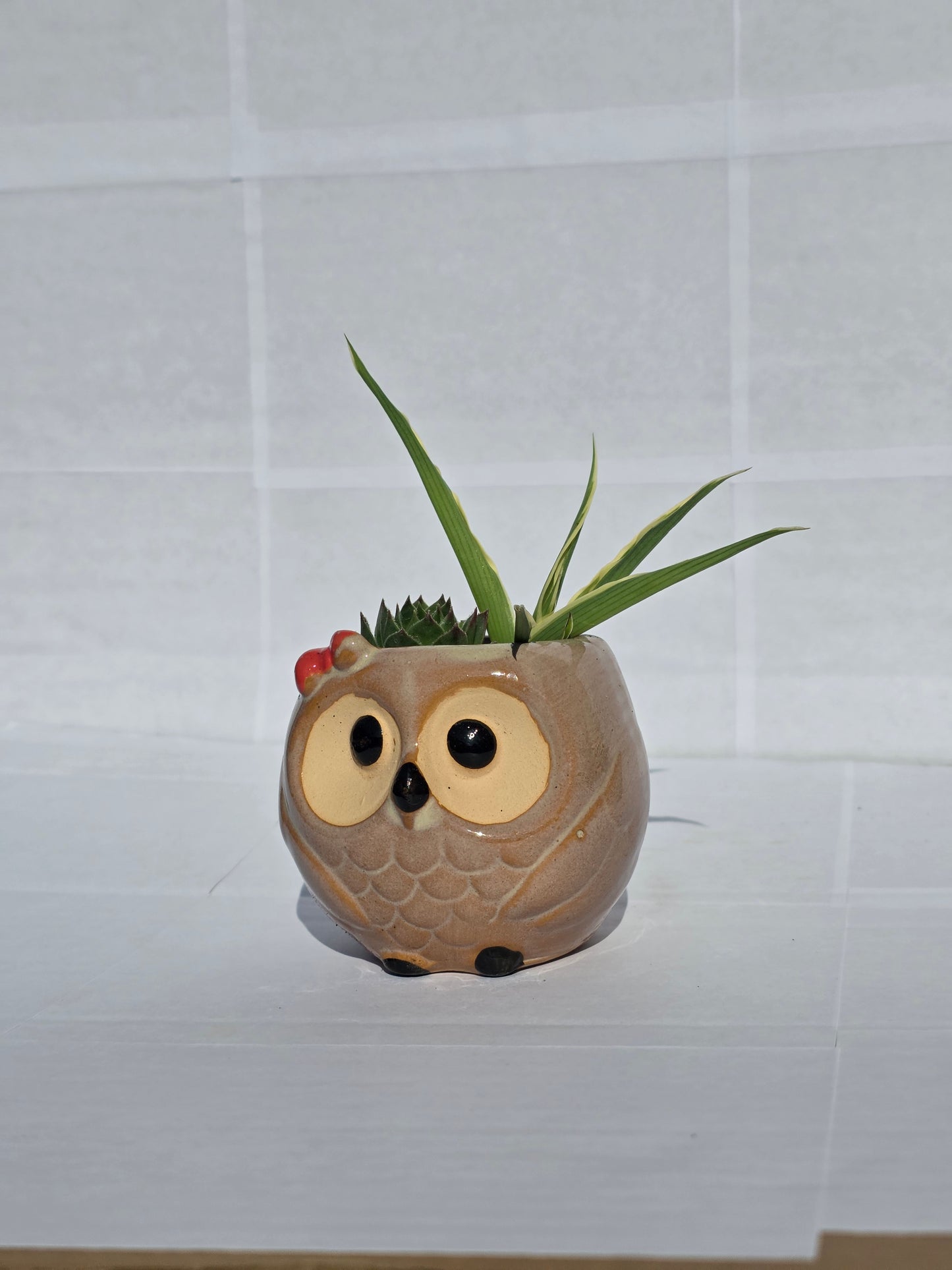 Bölcs Bagoly Kerámia Kaspó – Vegyes Pozsgás Kompozíció