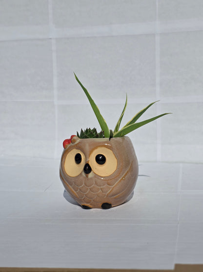 Bölcs Bagoly Kerámia Kaspó – Vegyes Pozsgás Kompozíció