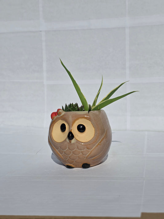 Bölcs Bagoly Kerámia Kaspó – Vegyes Pozsgás Kompozíció