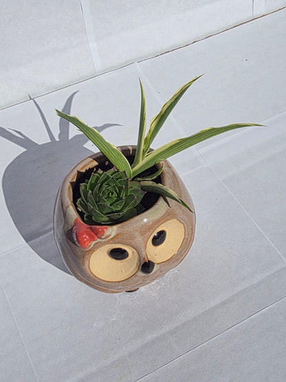 Bölcs Bagoly Kerámia Kaspó – Vegyes Pozsgás Kompozíció