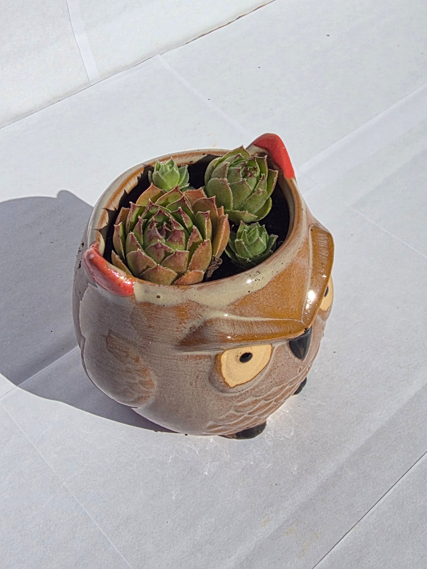 Kerek Bagoly Kaspó – Klasszikus Kövirózsa Rozetta