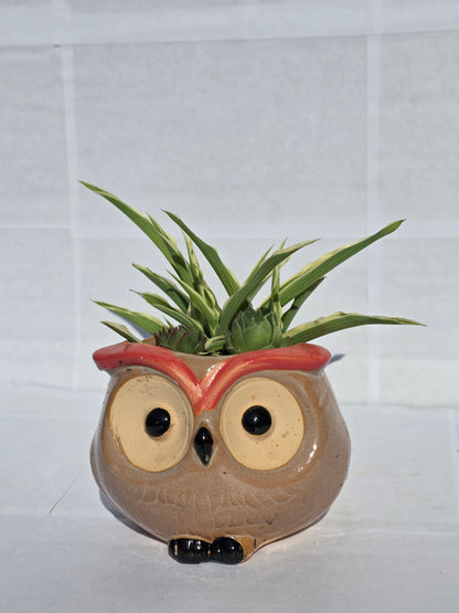 Dús Zöld Bagoly Kaspó – Törpe Anyósnyelv Kompozíció