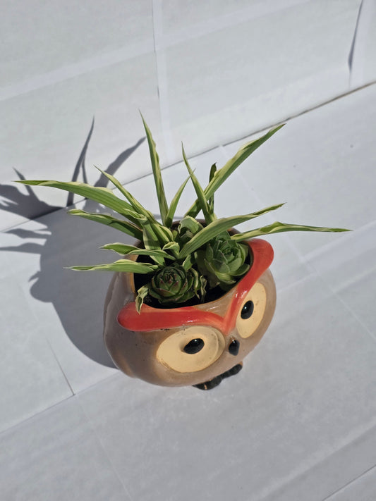 Dús Zöld Bagoly Kaspó – Törpe Anyósnyelv Kompozíció