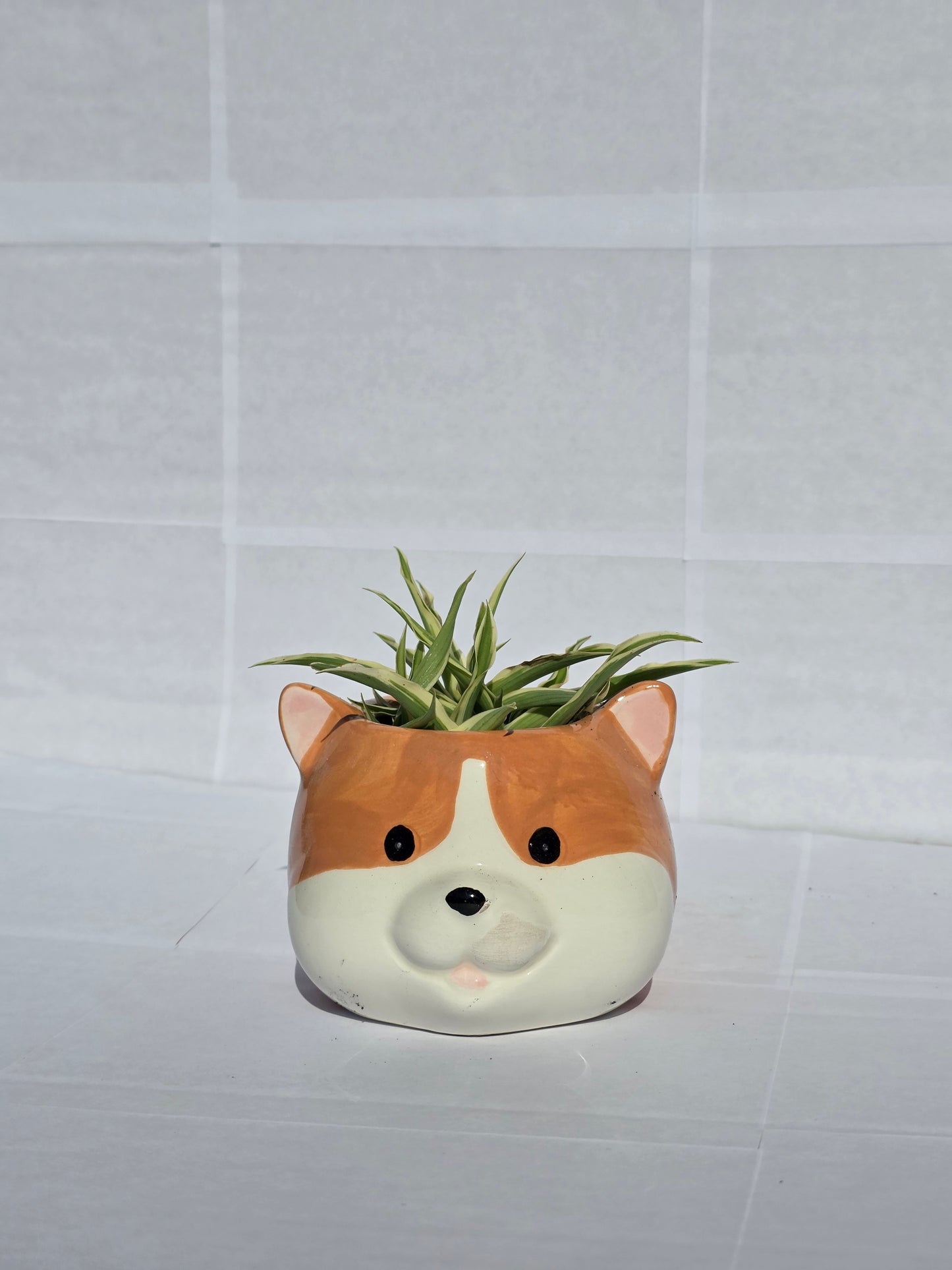 Corgi Kaspó Pókpálmával (Chlorophytum comosum 'Variegatum')