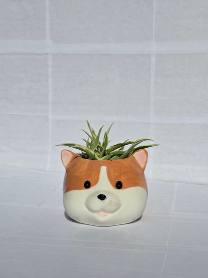 Corgi Kaspó Pókpálmával (Chlorophytum comosum 'Variegatum')