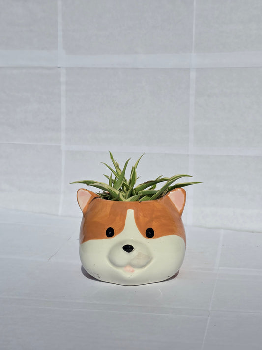 Corgi Kaspó Pókpálmával (Chlorophytum comosum 'Variegatum')