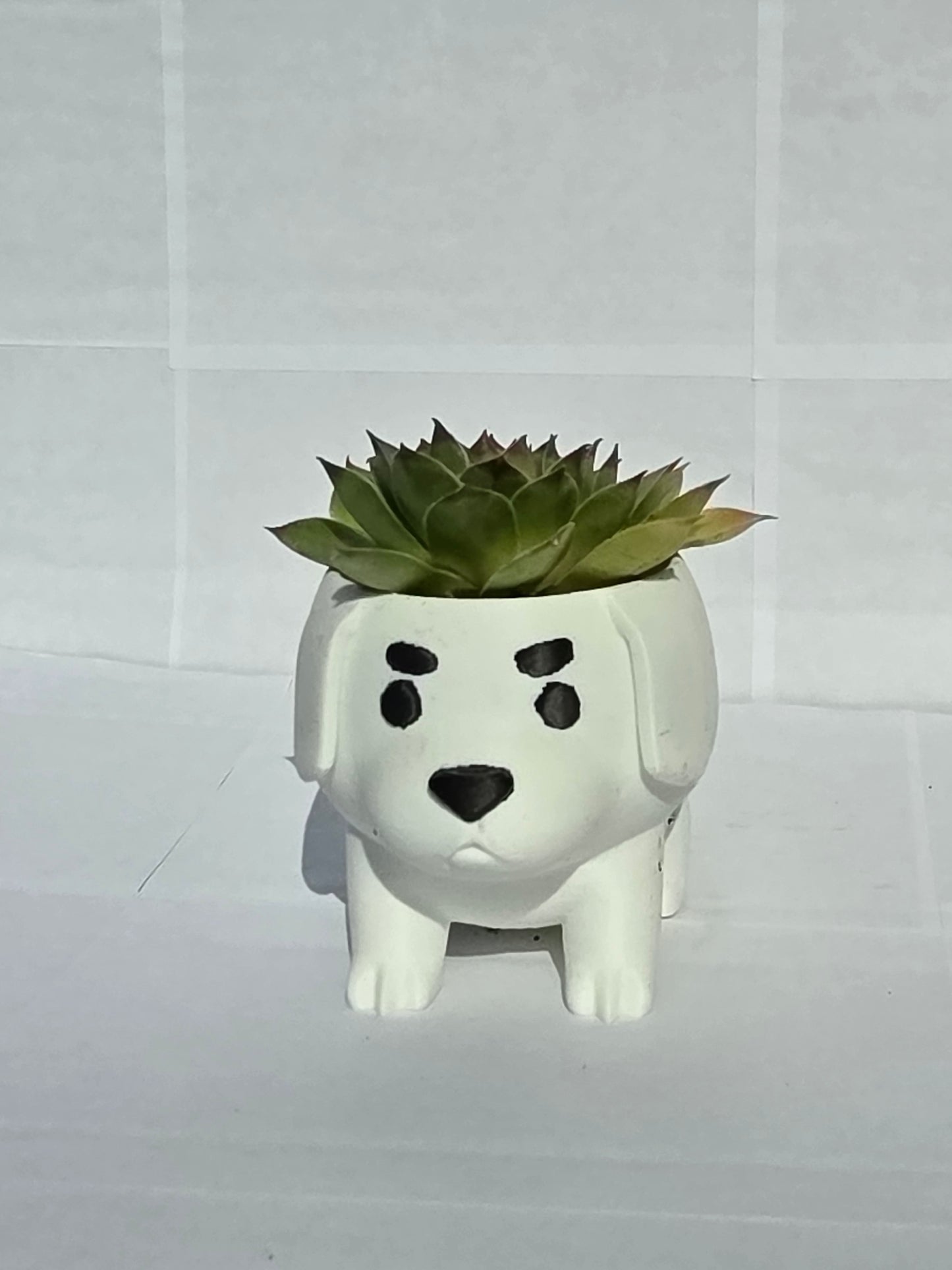 Kiskutya Kaspó Kövirózsával (Sempervivum)