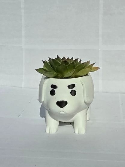 Kiskutya Kaspó Kövirózsával (Sempervivum)