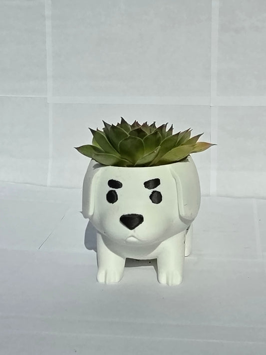 Kiskutya Kaspó Kövirózsával (Sempervivum)