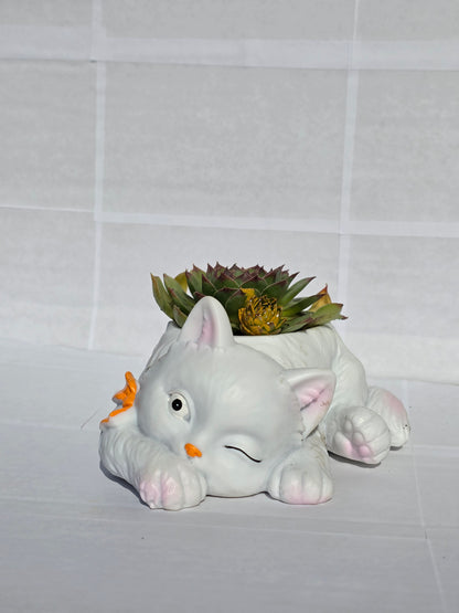 Álomcica és Éber Cica Virágtartók Kövirózsával