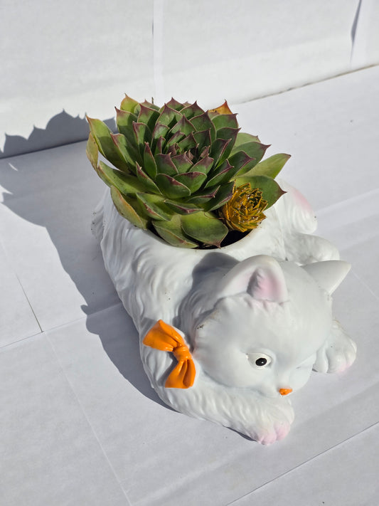 Álomcica és Éber Cica Virágtartók Kövirózsával