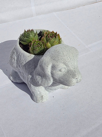 Hűséges Kiskutya Virágtartó Kövirózsával