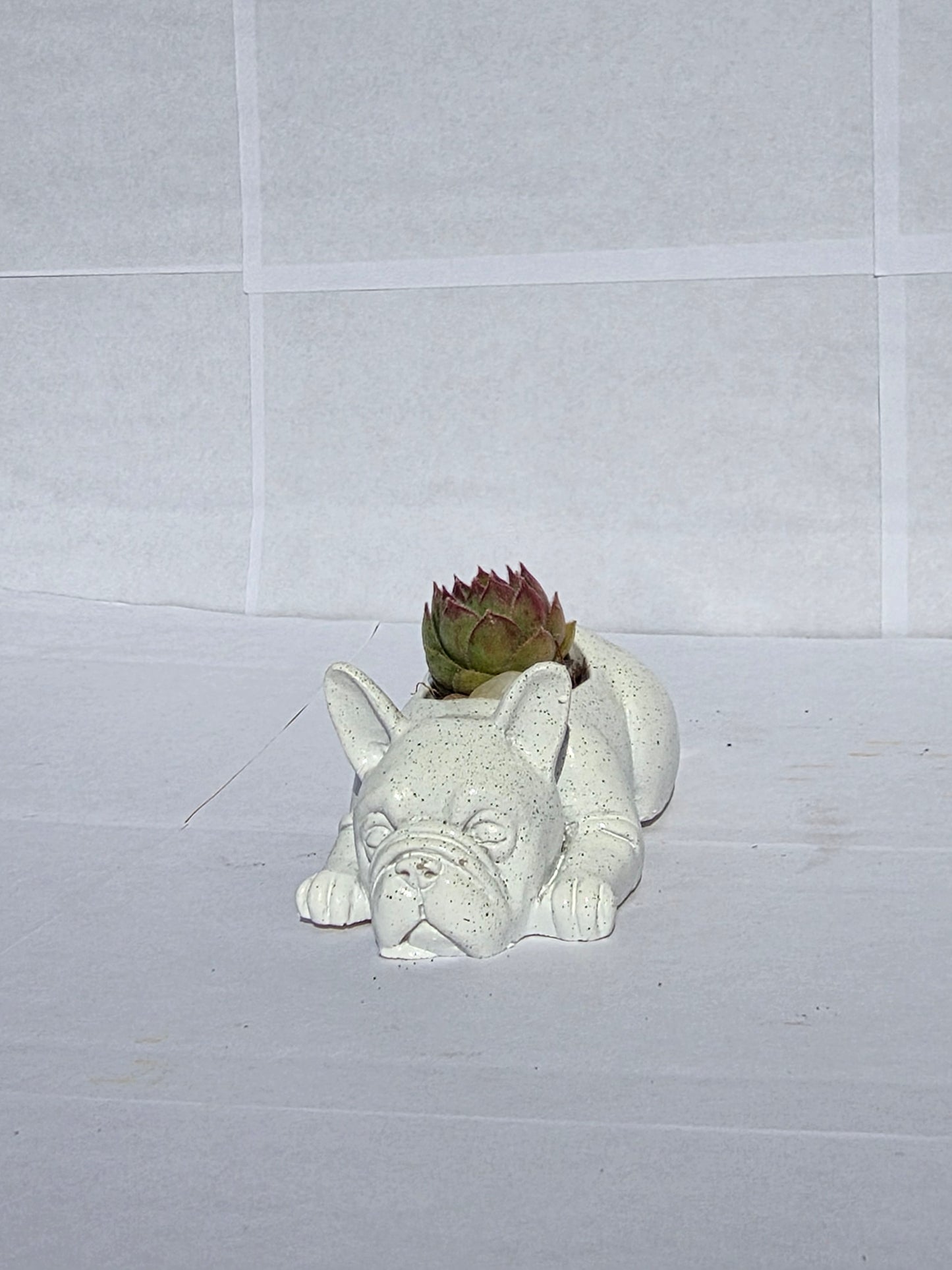 Morcos-Bájos Bulldog Virágtartó Kövirózsával