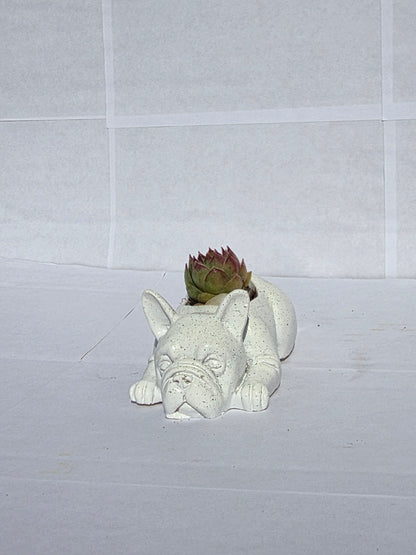 Morcos-Bájos Bulldog Virágtartó Kövirózsával