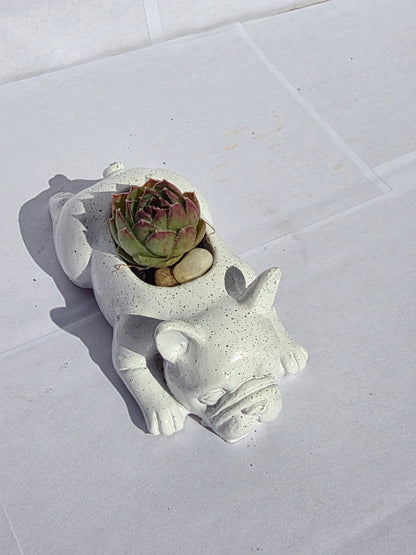 Morcos-Bájos Bulldog Virágtartó Kövirózsával