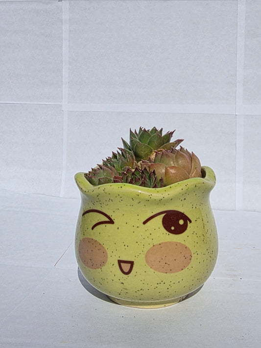 Kacsintós Emoji Virágtartó Kövirózsa Telepítéssel