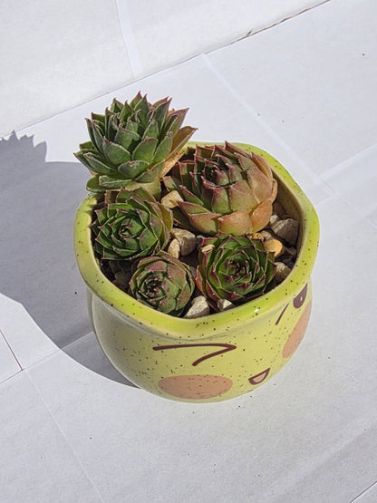 Kacsintós Emoji Virágtartó Kövirózsa Telepítéssel