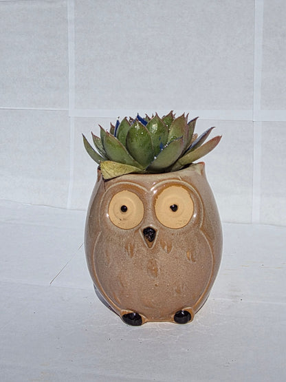 Bölcs Bagoly Virágtartó Fényes Kövirózsával