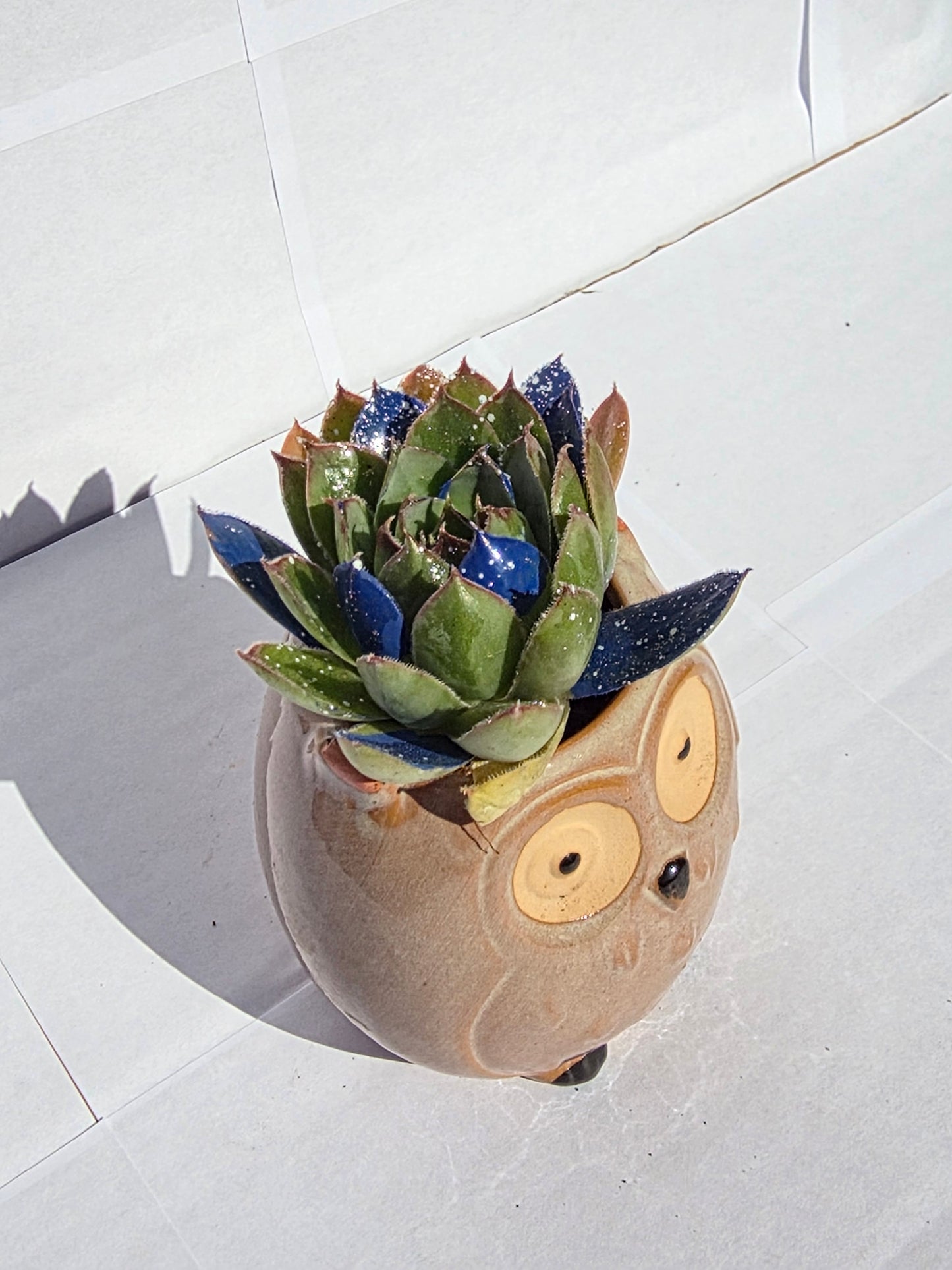 Bölcs Bagoly Virágtartó Fényes Kövirózsával