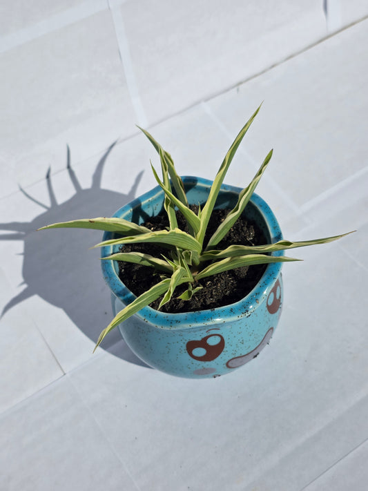 Kék, Álmodozó Emoji Virágtartó Csíkos Szanszeviériával