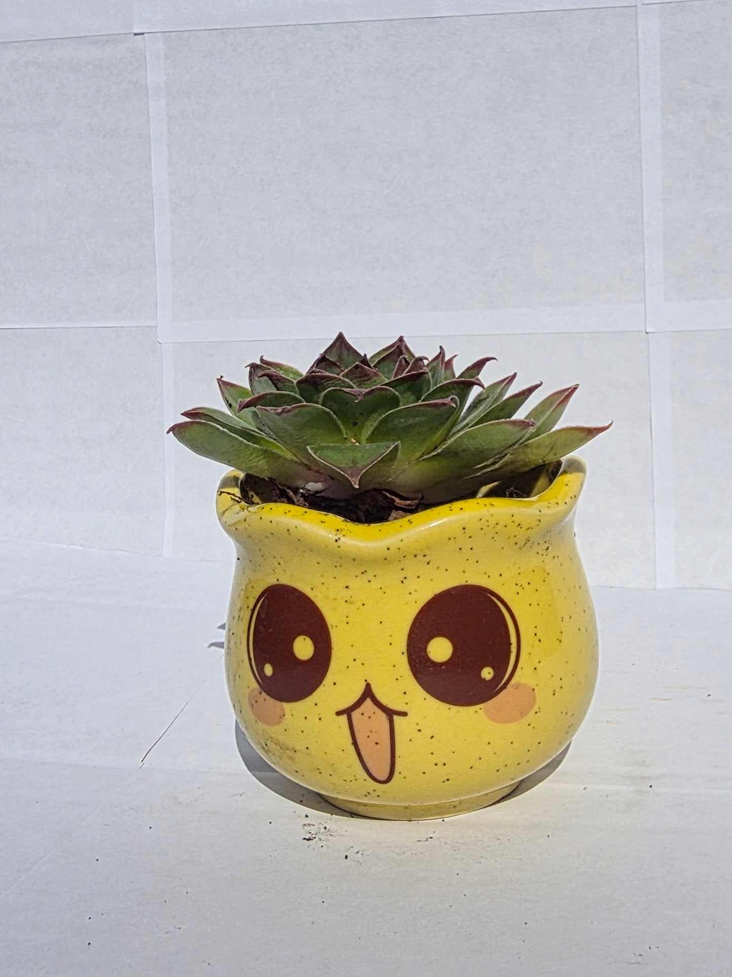 Nyelvét Kiöltő, Bolondos Emoji Virágtartó Kövirózsával